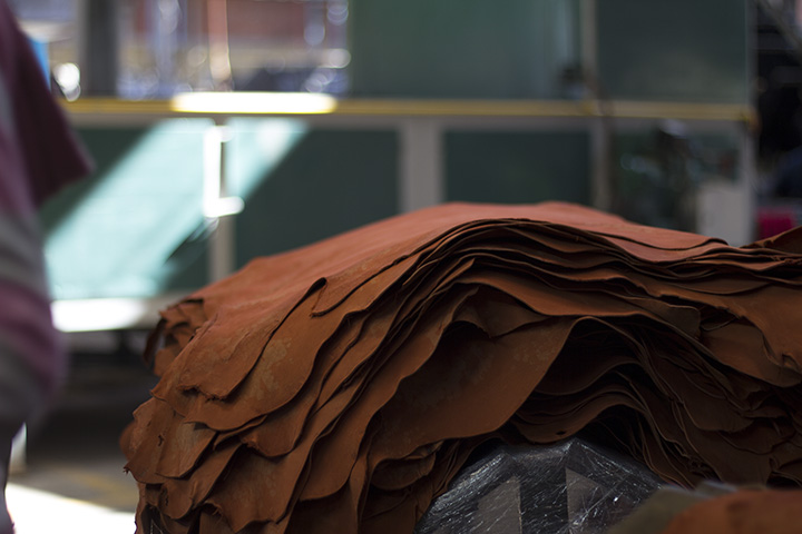 Pelibuey y mestizo — Tenería Batán